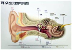 耳朵的生理结构图